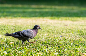 Adult male rock dove, rock pigeon, or common pigeon walking on the lawn , Thailand