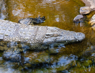alligator in the water