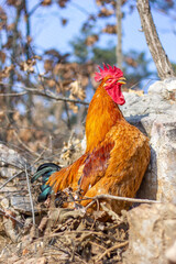 Cock standing on the hillside rock