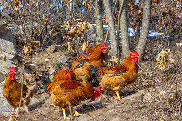 red rooster in the grass
