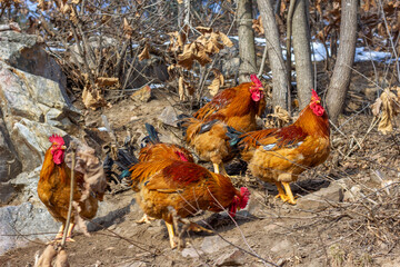 red rooster in the grass