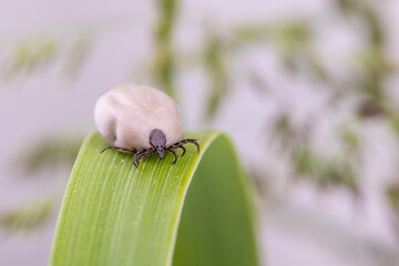 Tick (Ixodes ricinus) walks on green leaf. Danger insect can transmit both bacterial and viral pathogens such as the causative agents of Lyme disease and tick-borne encephalitis.