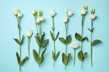 Flat lay with beautiful white roses on blue background