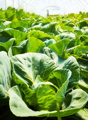 Organic cabbage plantation in greenhouse, selective focus.