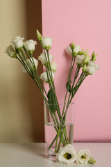 Naklejka na ściany i meble Vase with roses against two tone background