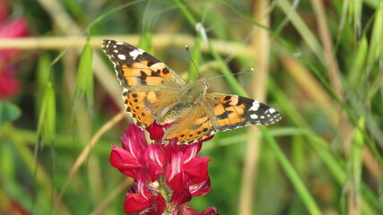Vanessa cardui