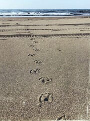footprints in the sand