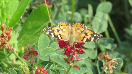 Vanessa cardui