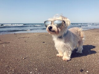 dog on the beach