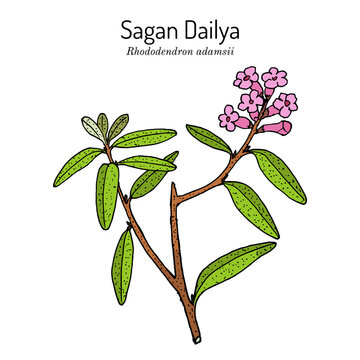 Saagan Dailya Rhododendron adamsii , medicinal plant