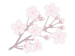 桜の花のイラスト 枝と蕾がある シンプルな手描きの線画 簡単な塗り