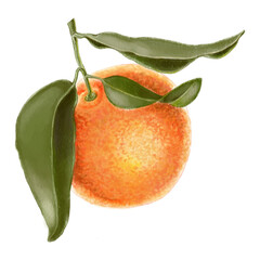 Clementine illustration with green leaves. Illustration of orange, mandarin, tangerine fruit on a branch with green leaves isolated on white background