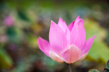 Obraz na płótnie Canvas Bud blooming Lotus close-up.