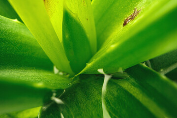 Obraz premium Background of succulent plant texture close up