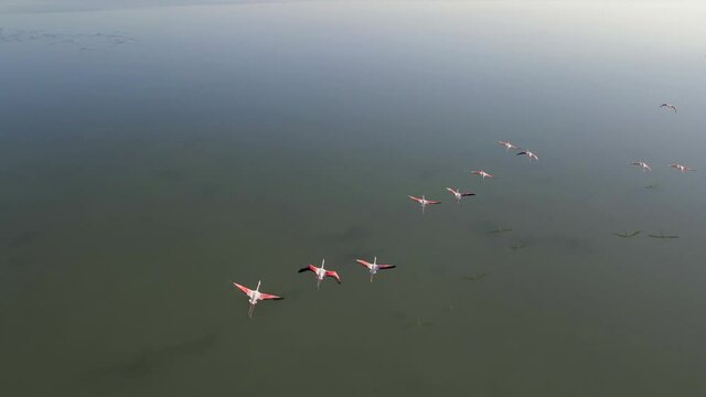 Aerial view of flamingos in lagoon of South France