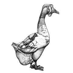 Vector ink illustration with goose - 409179148