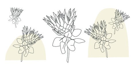 Protea black and white line art illustration. Set of vector illustrations of protea flowers. Print design, minimalistic, trendy, elegant. Linear flowers