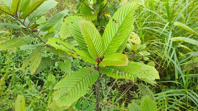 Kratom plant (Mitragyna speciosa) grows wild in tropical Borneo