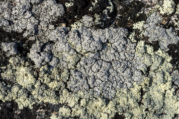 Natural texture of a stone covered with lichen. Lichen patterns on a rock surface. Natural background. Closeup top view. The nature of the Arctic. Polar region.