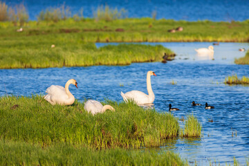 Mute swans and ducks on a beach at a lake