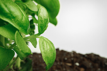 Growing leaves of micro green plant macro