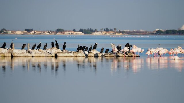 Pink Flamingo in the shallows of lagoon in the South of France bear Montpellier