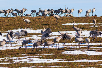 Fototapeta na wymiar Flock of Cranes on a field with snow