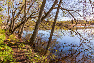 Obraz premium Trail by a lake with leaning trees at the water's edge