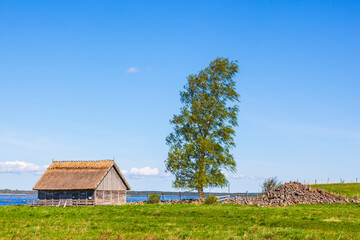 Old barn at a birch tree at a lake in a rural landscape