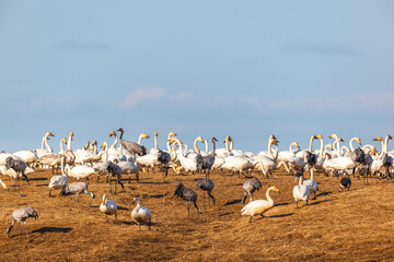 Flock of swans and cranes in a meadow