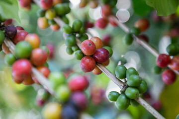 Coffee beans on the branch of coffee plant before harvesting