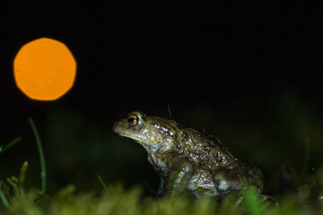 Common toad during migration
