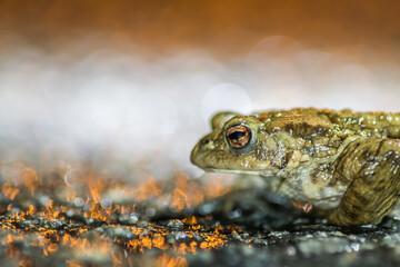 Common toad during migration
