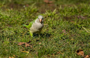 bird in the grass