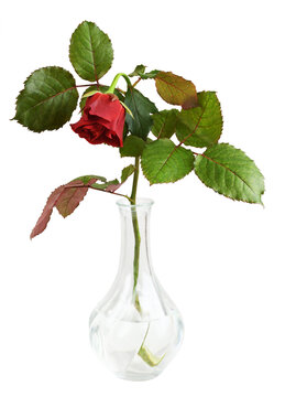 Drooping Red Rose Flower In A Glass Vase