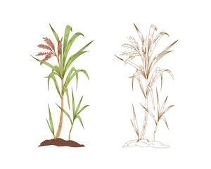 Colored sugarcane and outlined sketch of sugar cane. Two branches of field plant. Contoured botanical elements. Hand-drawn vector illustration isolated on white background