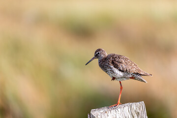 Redshank (Tringa totanus) sitting on a fence post at the salt marshes on the East Frisian island Juist, Germany.