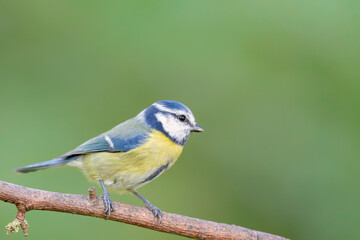 Obraz premium Blue Tit (Cyanistes caeruleus) in autumn.