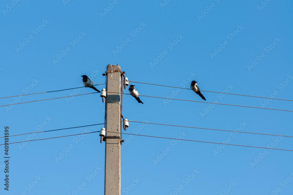 Wall mural magpies sit on wires against the blue sky