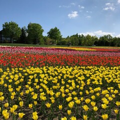 Fototapeta premium field of tulips