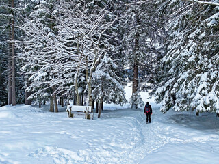 Hikers and walkers on the beautiful idyllic fresh snow of the Churfirsten mountain range and in the...