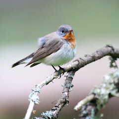 Red-breasted Flycatcher