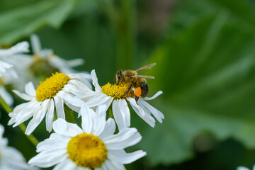 Fleißige Biene mit befüllten Pollentaschen sammelt Pollen für Honig an weißen Wildblumen in einer grünen Wiese