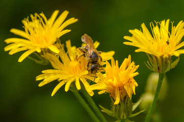 Eine kleine fleißige Wildbiene sammelt Pollen für Honig auf einer gelben Blüte von...