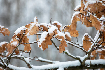 withered oak leaves covered with snow in winter forest
