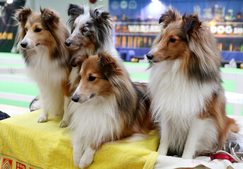 Beautiful purebred dogs at a dog show. Shetland Sheepdog
