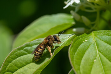 Eine kleine Wildbiene sitzt auf einem grünen Blatt