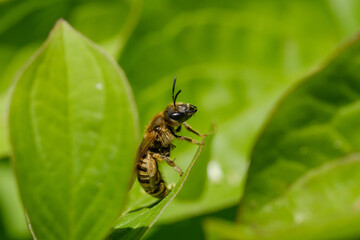 Eine kleine Wildbiene sitzt auf einem grünen Blatt