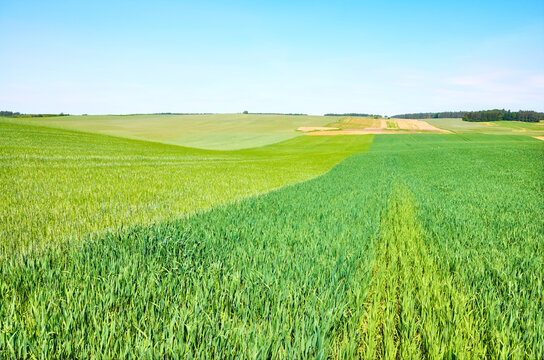 Green Crop Field On A Sunny Day, Agricultural Landscape.