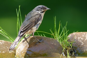 Spotted Flycatcher (Muscicapa striata) on stones with grass near water. Czechia. Europe. 
